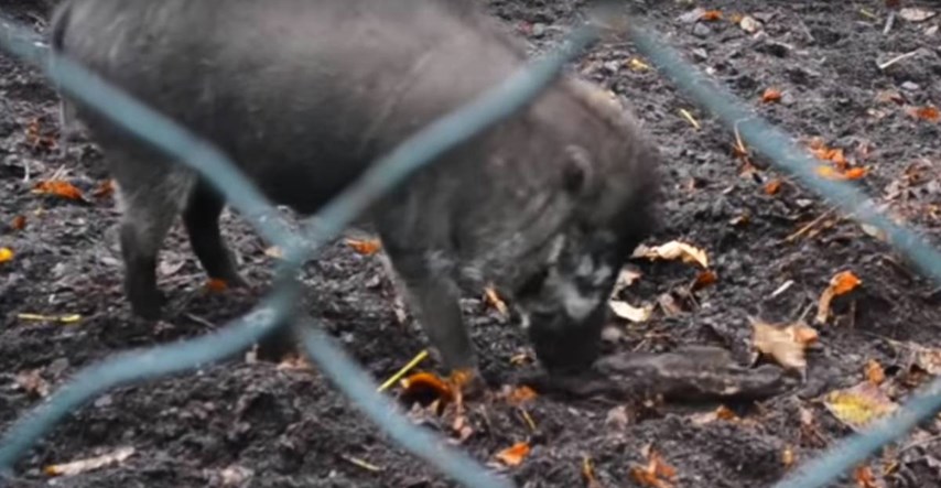 VIDEO Prvi put uočeno da svinje koriste oruđe
